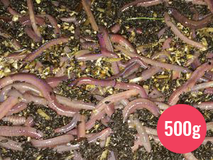 African Night Crawlers – 500g (Approx. 250 Worms) – Koonik Park Worms